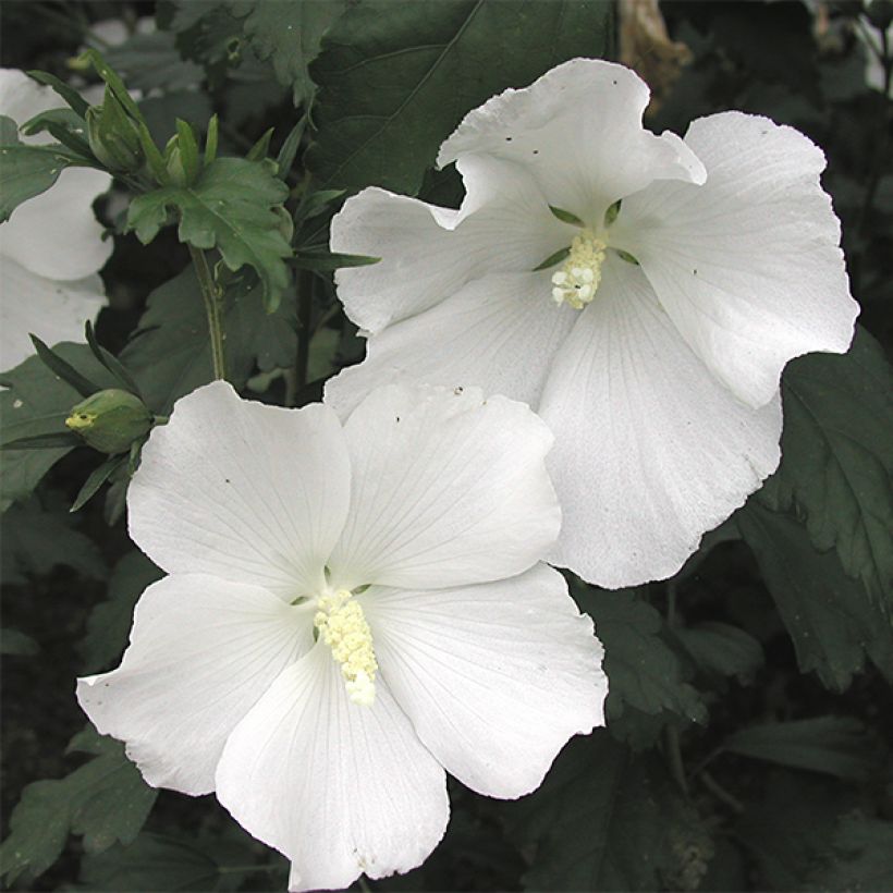 Hibiscus syriacus Eléonore - Rose of Sharon (Flowering)