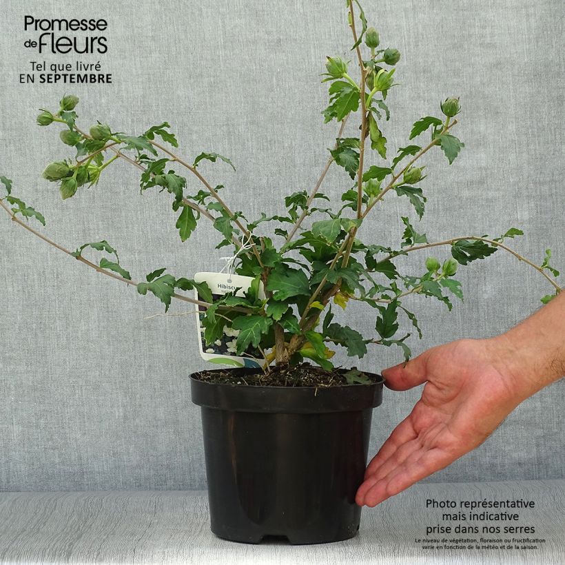 Hibiscus syriacus Eléonore - Rose of Sharon 2L/3L pot sample as delivered in autumn