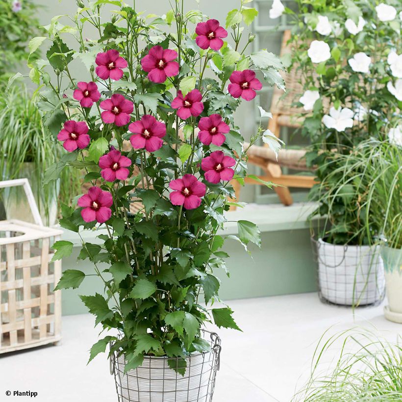 Hibiscus syriacus Flower Tower Ruby - Rose of Sharon (Plant habit)