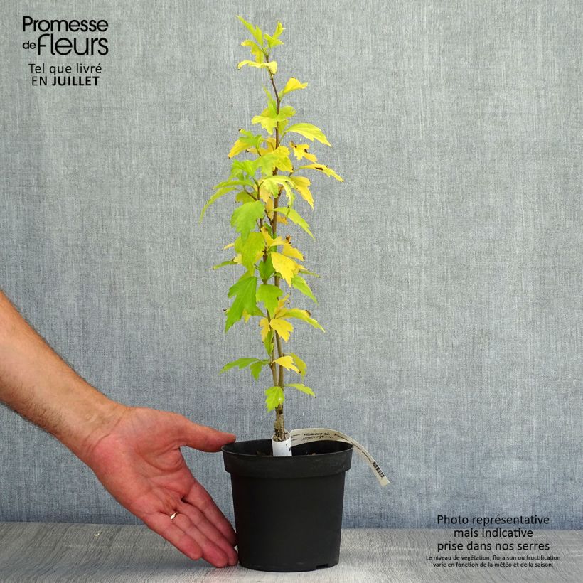 Hibiscus syriacus Flower Tower White - Rose of Sharon 1.5L/2L pot sample as delivered in summer
