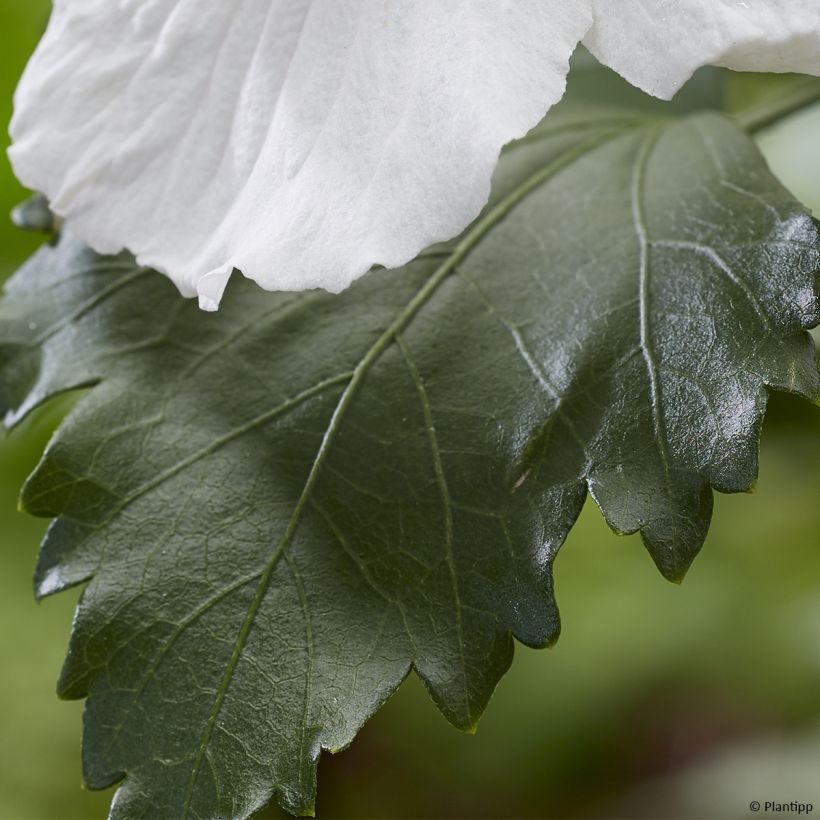 Hibiscus syriacus Flower Tower White - Rose of Sharon (Foliage)