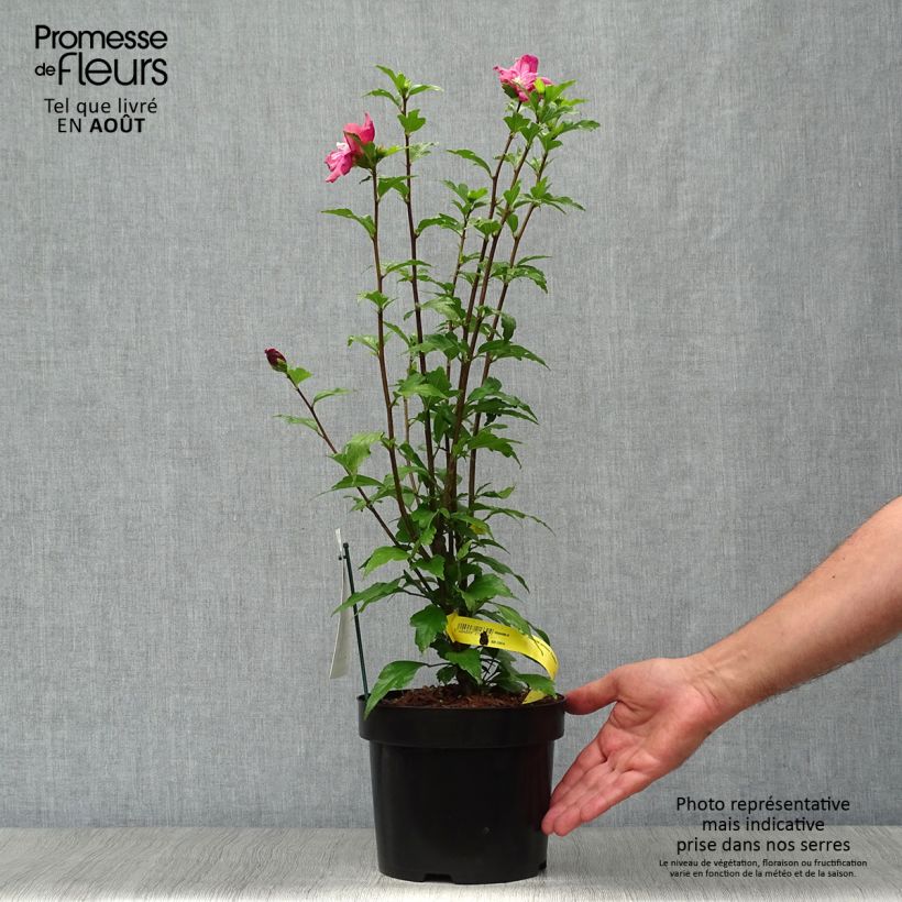 Hibiscus syriacus Freedom - Rose of Sharon 3L/4L pot sample as delivered in summer