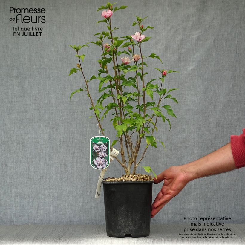 Hibiscus syriacus French Cabaret Pastel - Rose of Sharon 3L/4L pot sample as delivered in summer