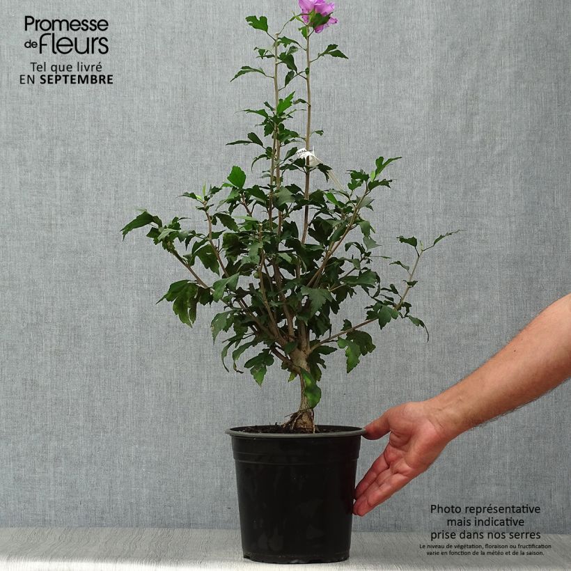 Hibiscus syriacus French Cabaret Purple - Rose of Sharon 3L/4L pot sample as delivered in autumn