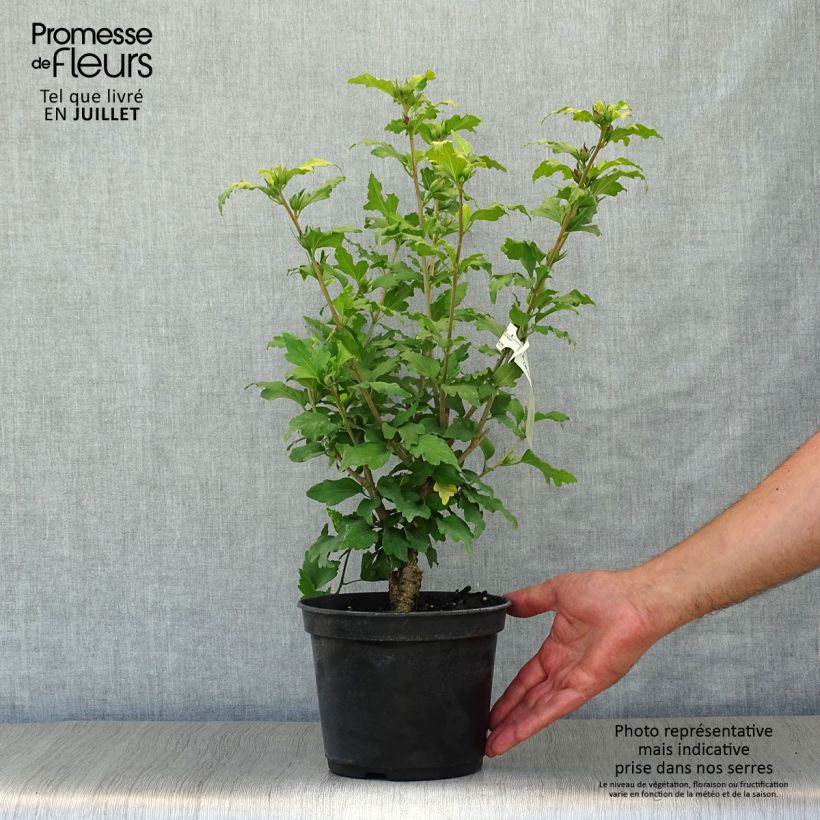 Hibiscus syriacus Hamabo - Rose of Sharon 3L/4L pot sample as delivered in summer
