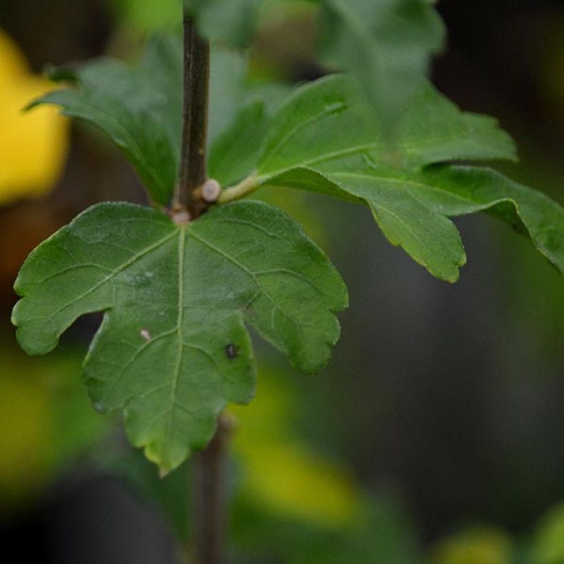 Hibiscus syriacus Lady Stanley - Rose of Sharon (Foliage)