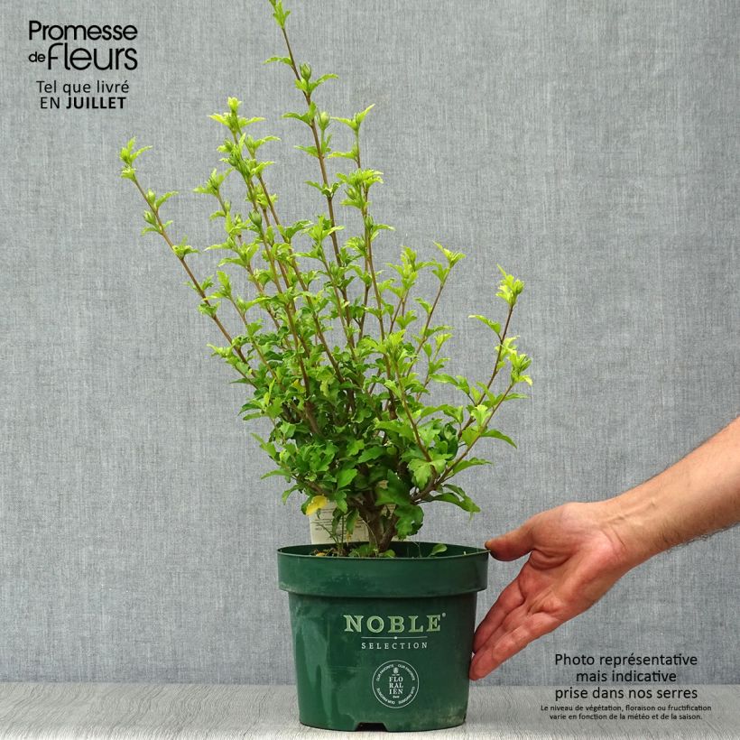 Hibiscus syriacus Pink Chiffon - Rose of Sharon 3L/4L pot sample as delivered in summer