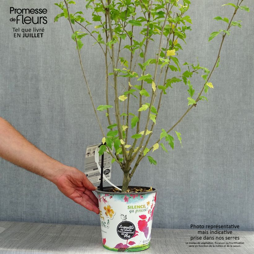 Hibiscus syriacus Pinky Spot - Rose of Sharon 4L/5L pot sample as delivered in summer