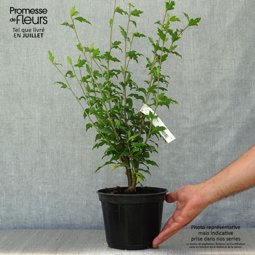 Hibiscus syriacus Purple Ruffles - Rose of Sharon 3L/4L pot sample as delivered in summer