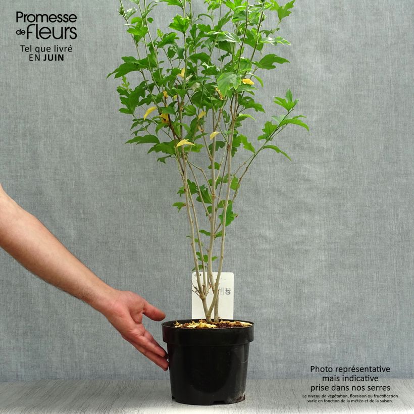 Hibiscus syriacus Shintaeyang - Rose of Sharon 3L/4L pot sample as delivered in summer