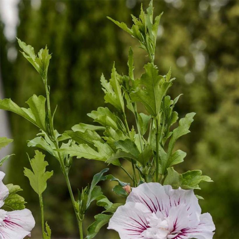 Hibiscus syriacus Starburst Chiffon - Rose of Sharon (Foliage)