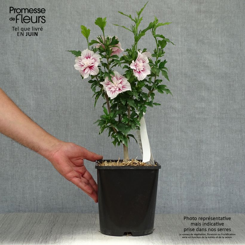 Hibiscus syriacus Starburst Chiffon - Rose of Sharon 3L/4L pot sample as delivered in summer
