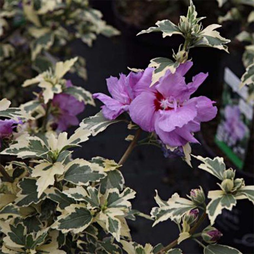 Hibiscus syriacus Summer Ruffle - Rose of Sharon (Foliage)