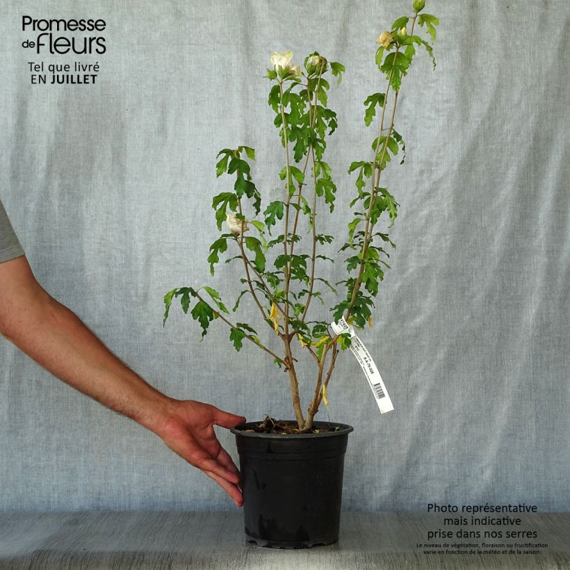Hibiscus syriacus SupHeart - Rose of Sharon 3L/4L pot sample as delivered in summer