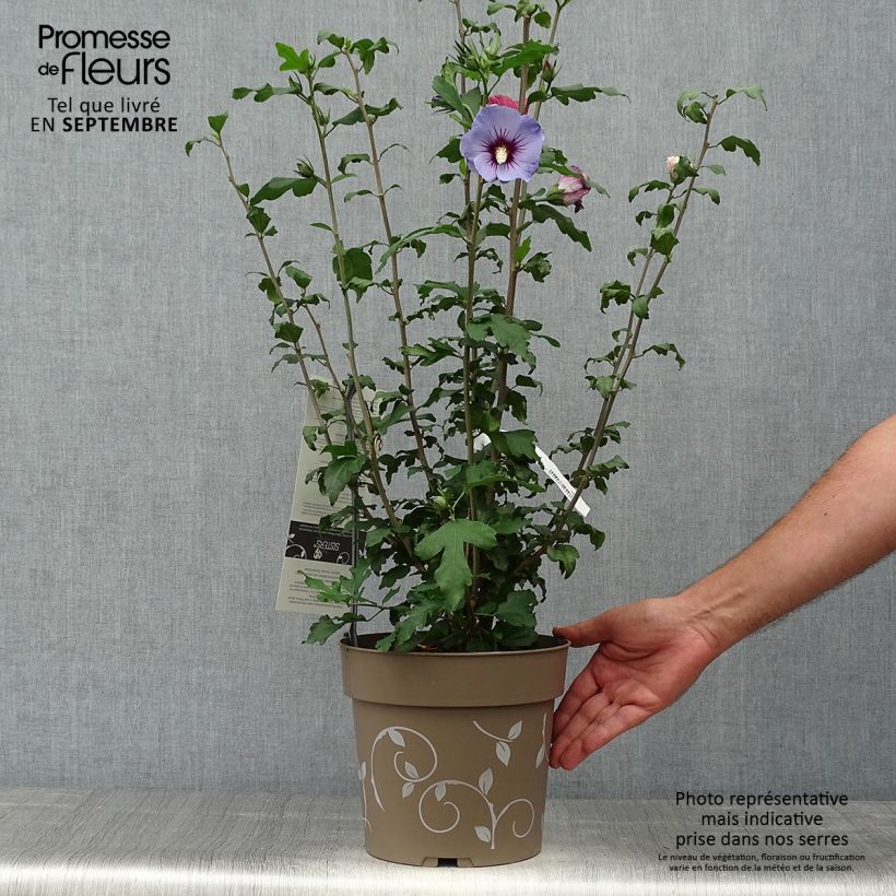 Hibiscus syriacus Three Sisters (Lavender Chiffon, Blue Chiffon, White Chiffon) - Rose of Sharon 6L/7L pot sample as delivered in autumn