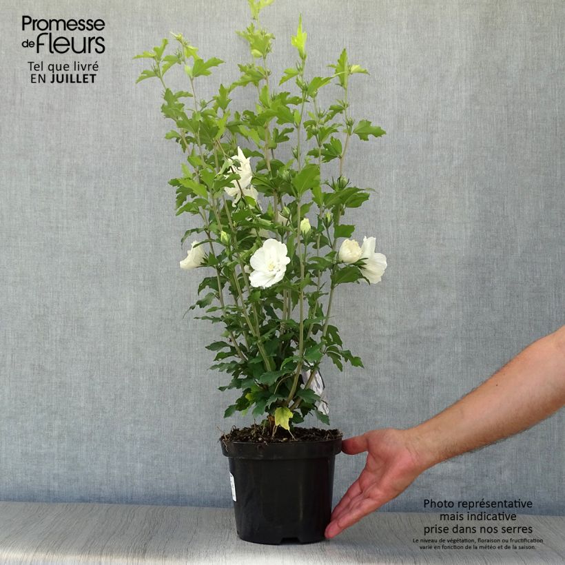 Hibiscus syriacus White Chiffon - Rose of Sharon 3L/4L pot sample as delivered in summer