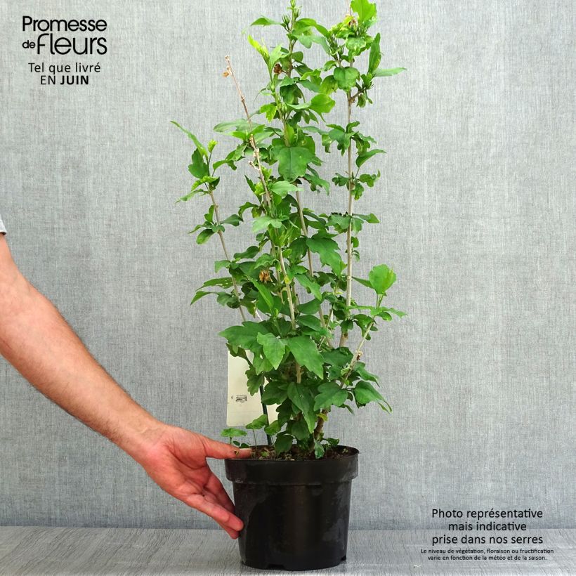 Hibiscus syriacus Woodbridge - Rose of Sharon 2L/3L pot sample as delivered in summer