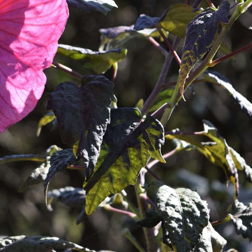 Hibiscus moscheutos Berry Awesome - Swamp Rose Mallow (Foliage)