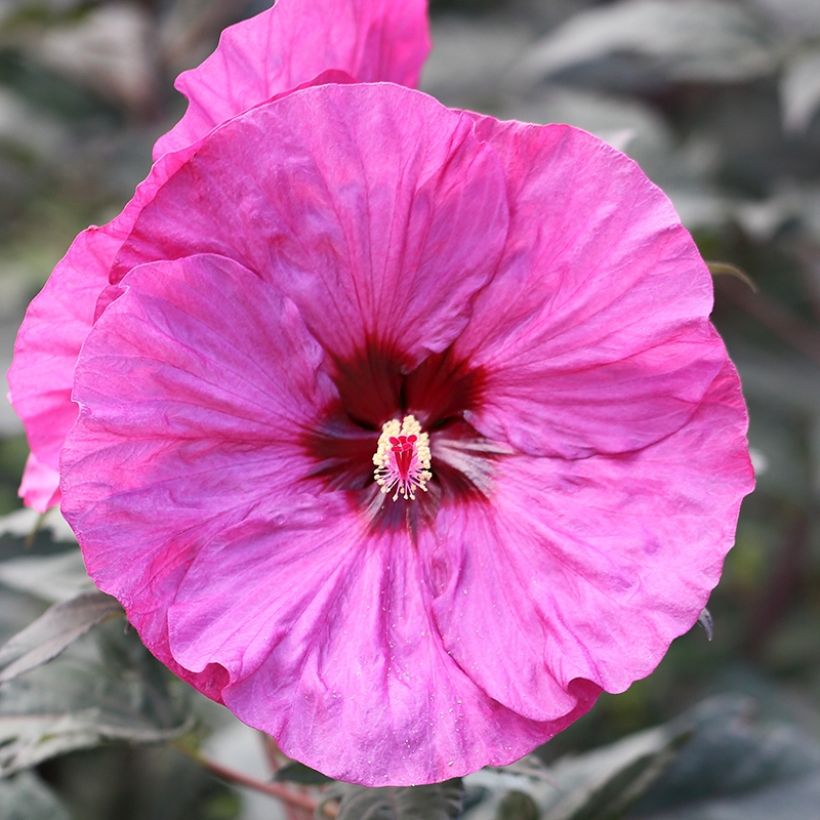 Hibiscus moscheutos Berry Awesome - Swamp Rose Mallow (Flowering)