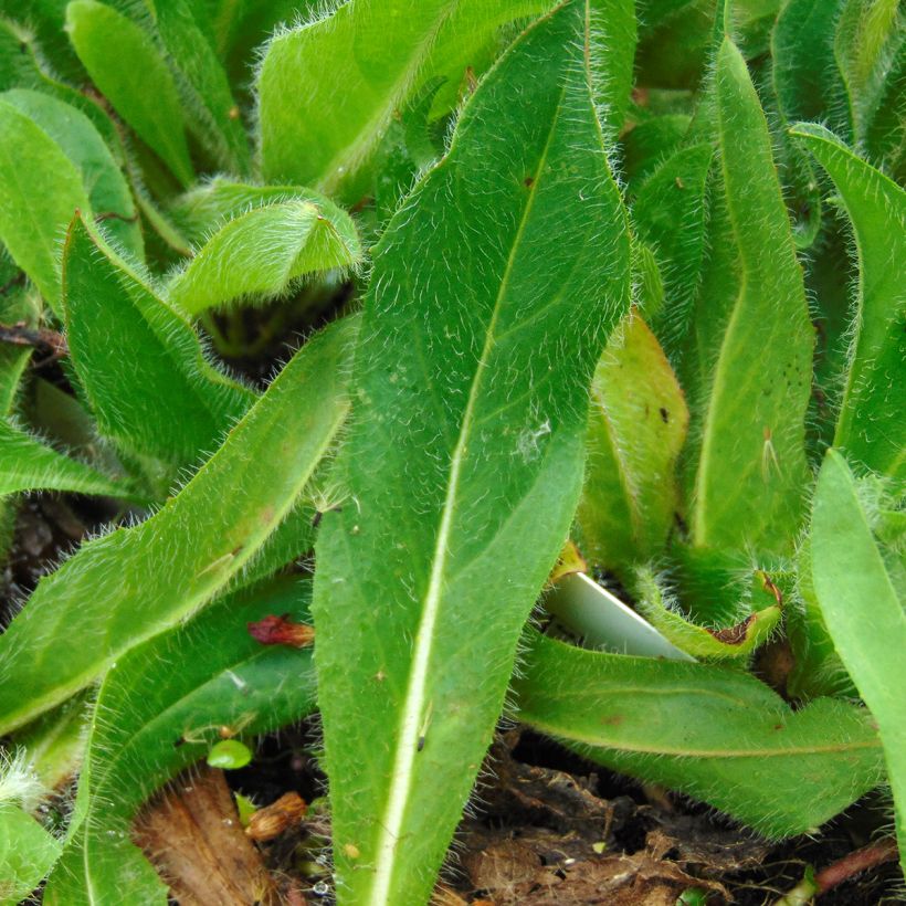 Hieracium aurantiacum (Foliage)