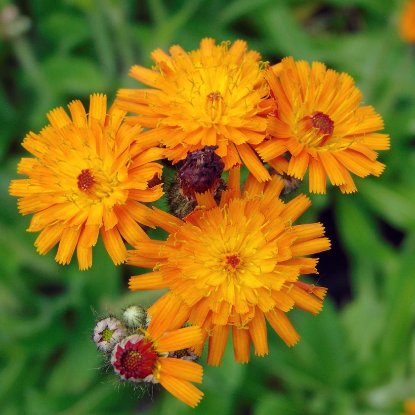 Hieracium aurantiacum (Flowering)