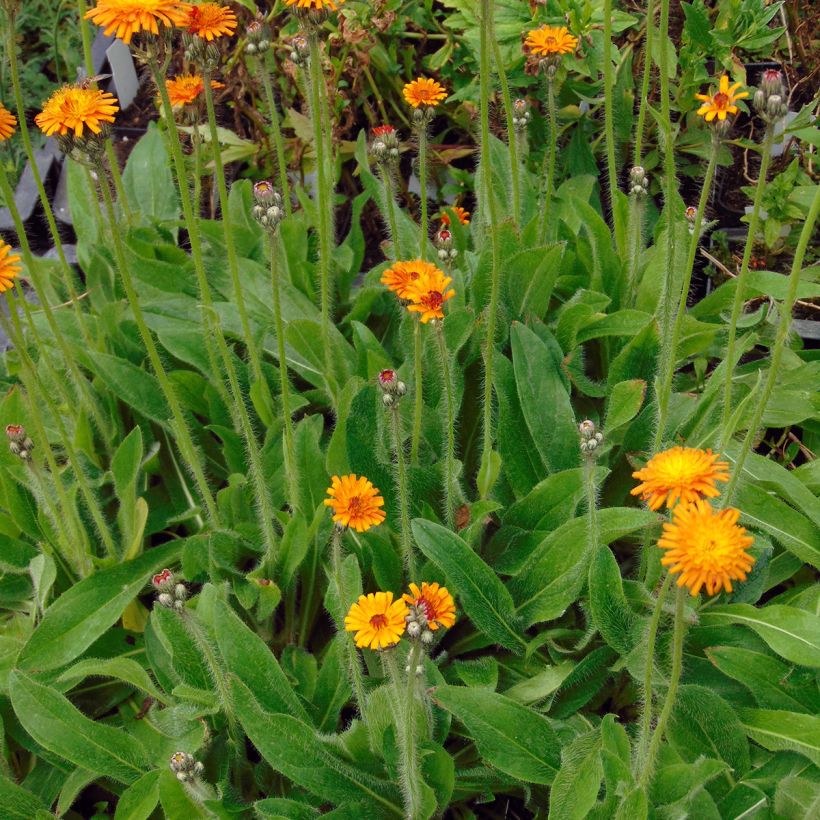 Hieracium aurantiacum (Plant habit)