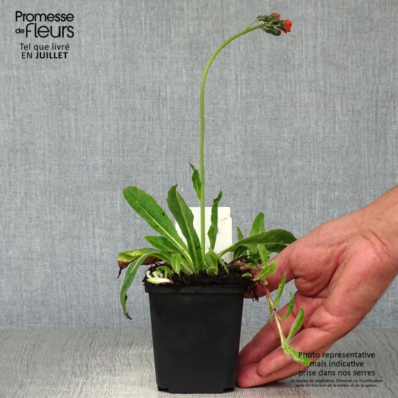 Hieracium aurantiacum 8/9 cm pot sample as delivered in summer