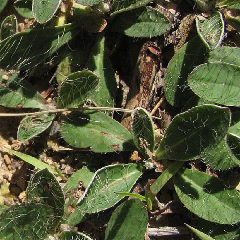 Hieracium pilosella (Foliage)