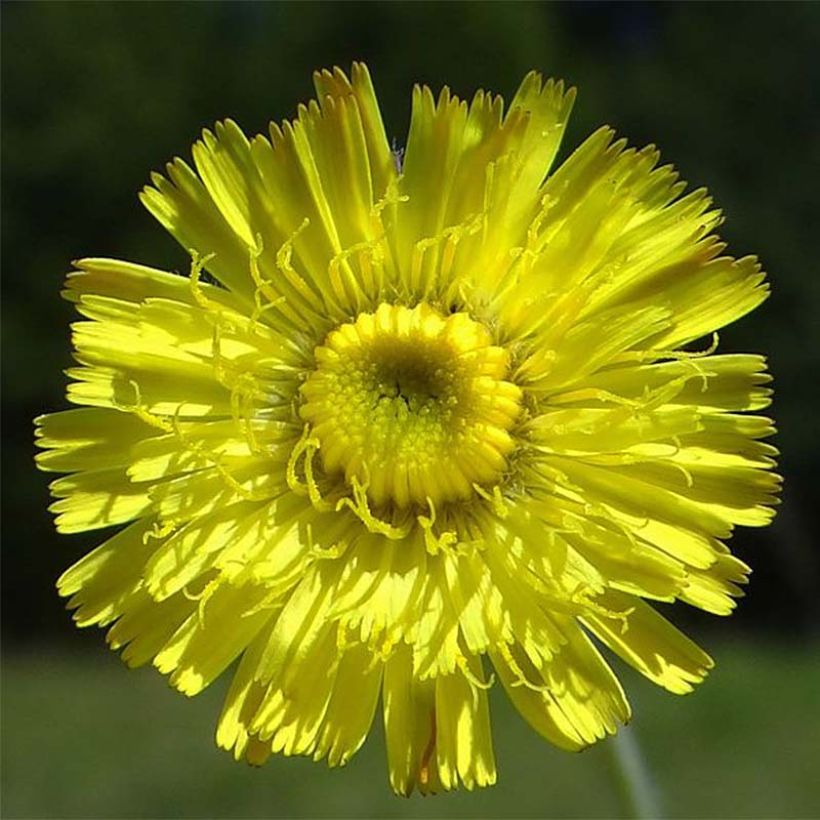 Hieracium pilosella (Flowering)