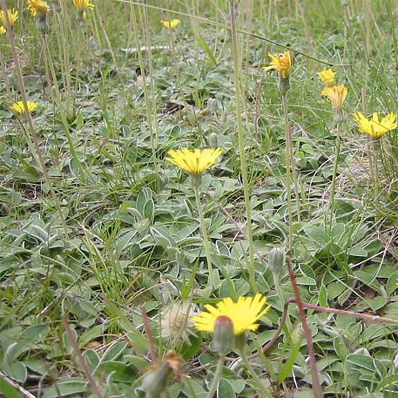 Hieracium pilosella (Plant habit)