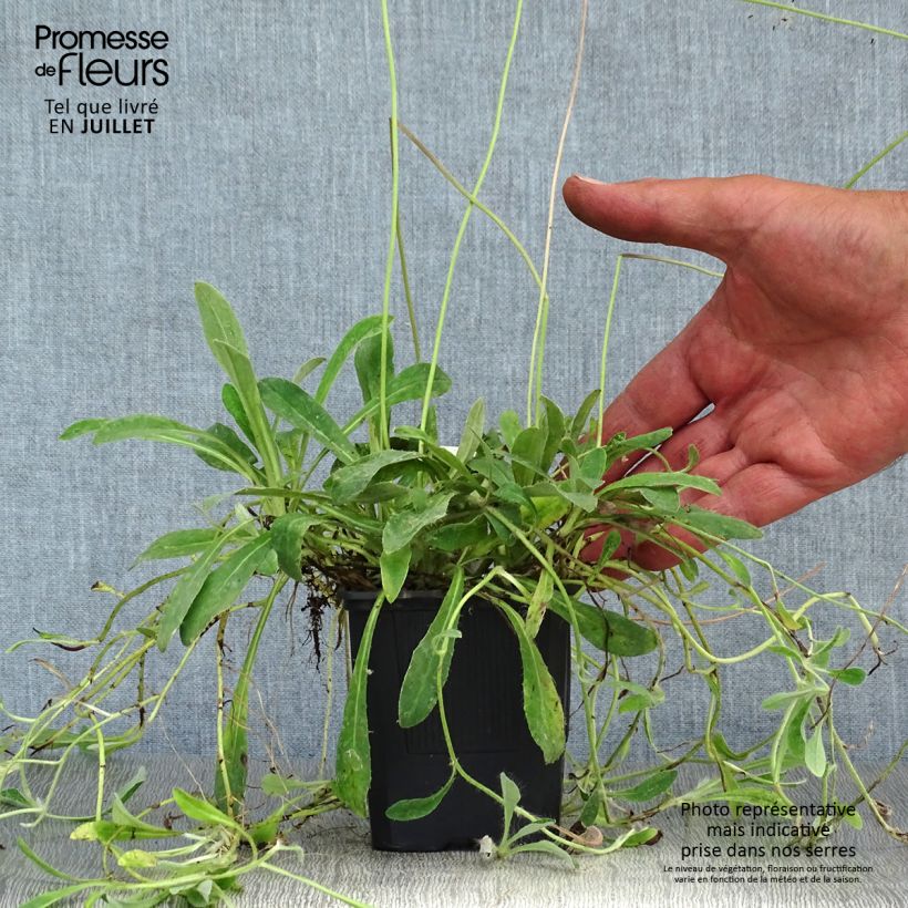 Hieracium pilosella 8/9 cm pot sample as delivered in summer