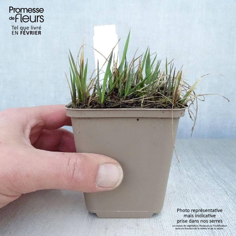 Hierochloe odorata  8/9 cm pot sample as delivered in winter