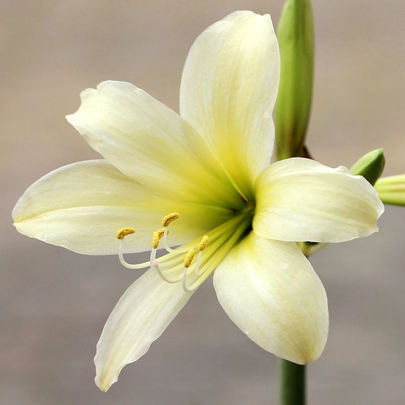 Hippeastrum Marrakech (Flowering)