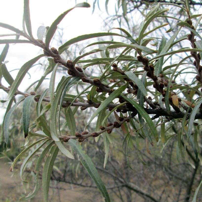 Hippophae rhamnoides (Foliage)