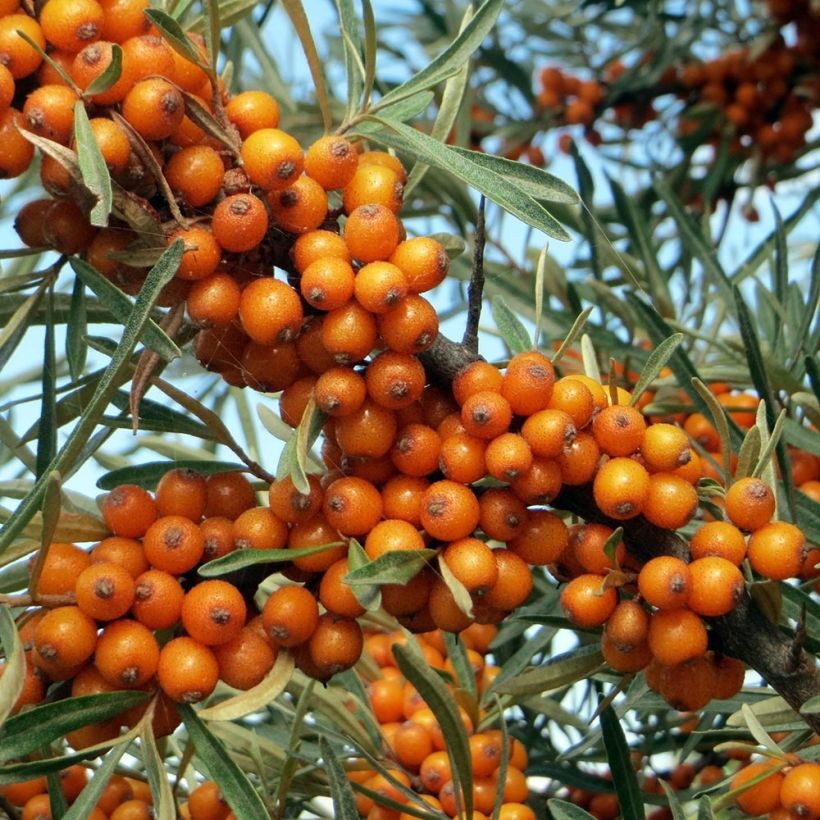 Hippophae rhamnoides (Harvest)