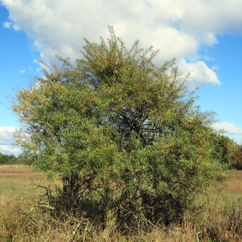 Hippophae rhamnoides (Plant habit)