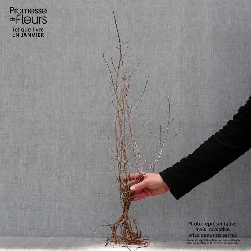 Hippophae rhamnoides Bare root sample as delivered in winter