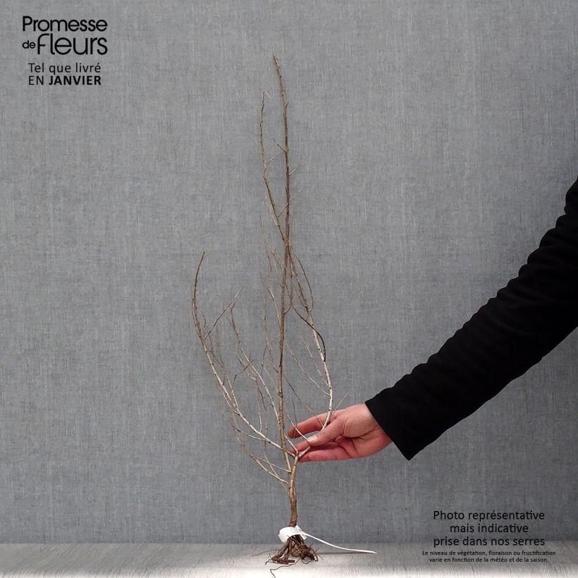 Hippophae rhamnoides Bare root sample as delivered in winter