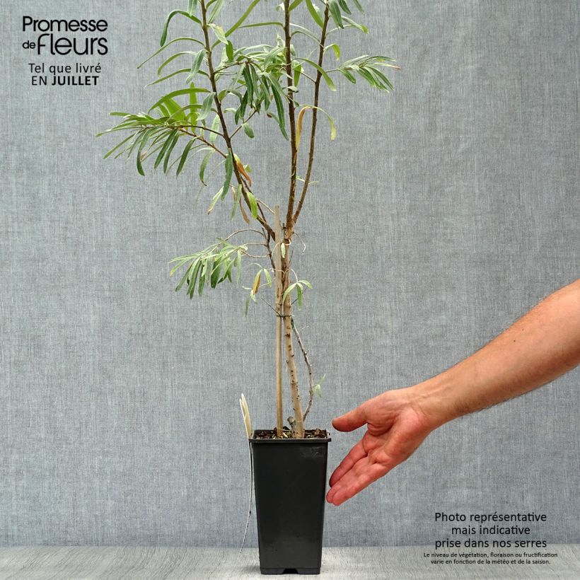 Hippophae rhamnoides Leikora 1.5L/2L pot sample as delivered in summer