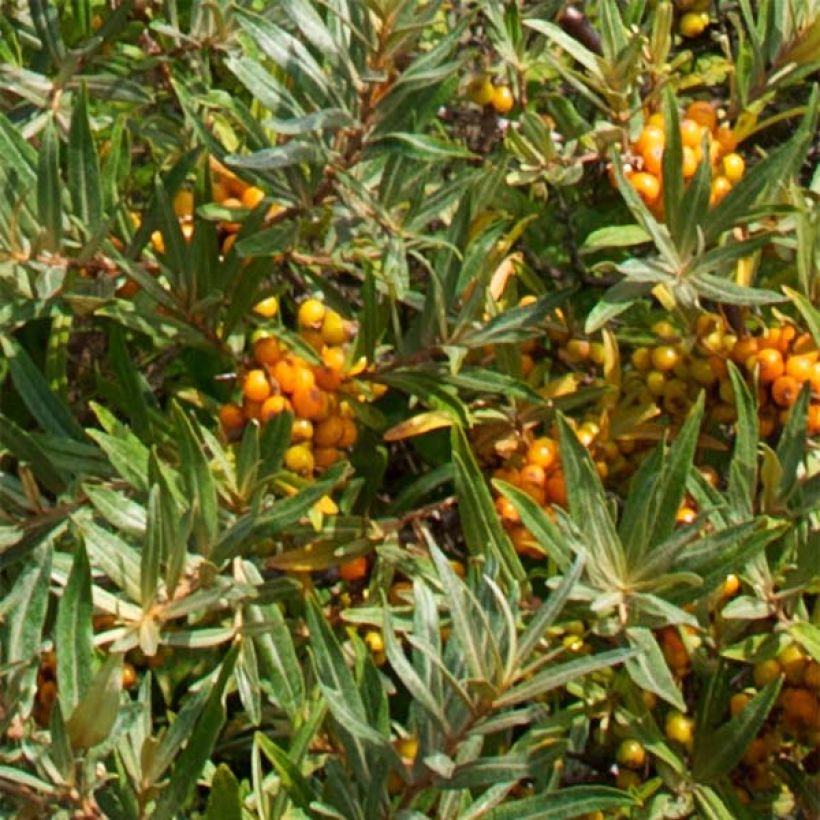 Hippophae rhamnoides Leikora (Foliage)