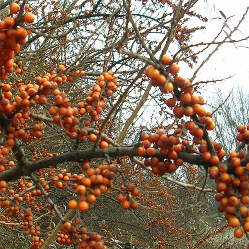 Hippophae rhamnoides Leikora (Flowering)