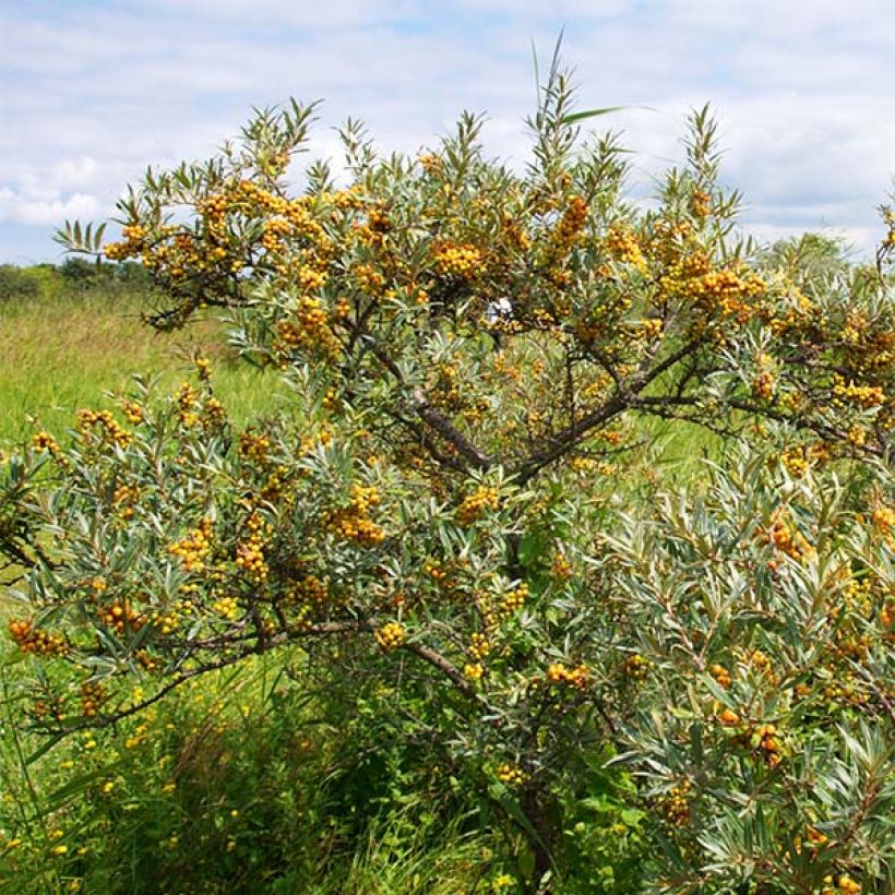 Hippophae rhamnoides Leikora (Plant habit)