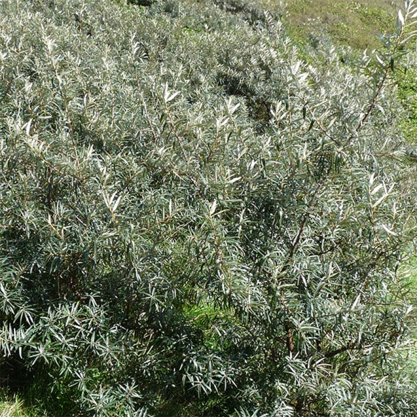 Hippophae rhamnoides Pollmix (Foliage)