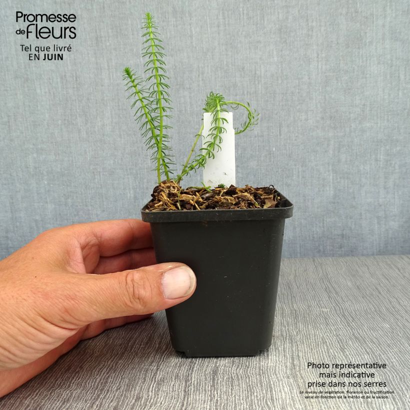 Hippuris vulgaris 8/9 cm pot sample as delivered in summer