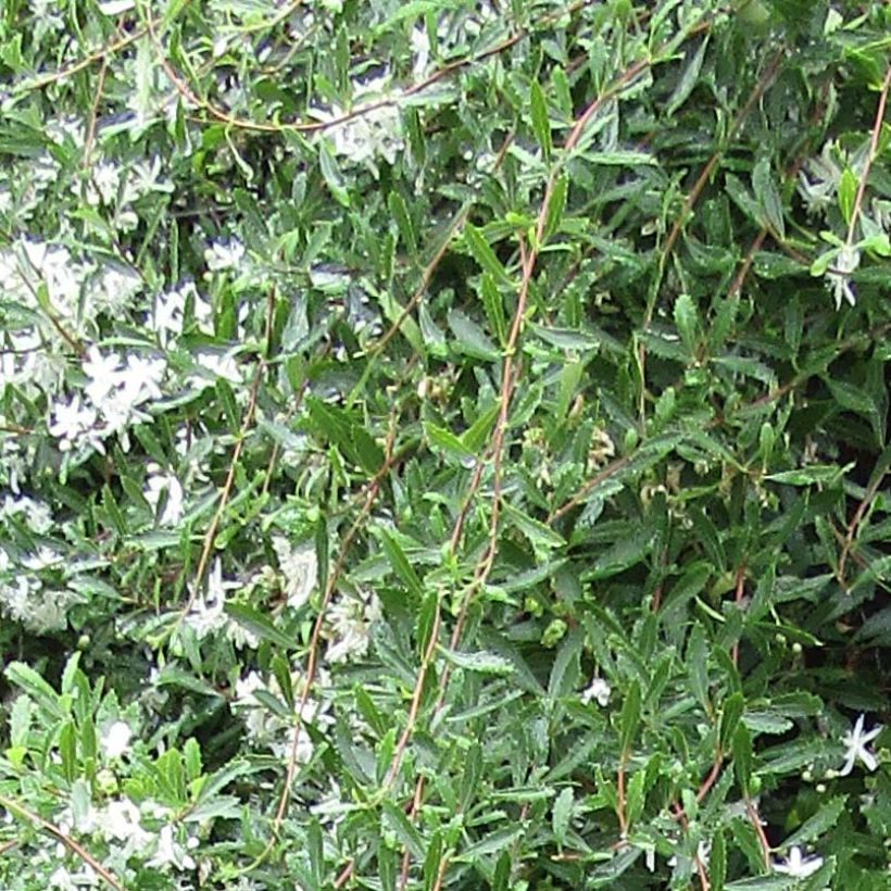 Hoheria sexstylosa Snow White (Foliage)