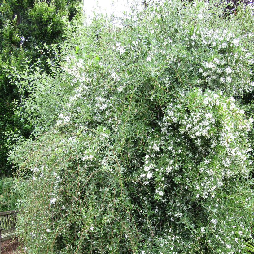 Hoheria sexstylosa Snow White (Plant habit)