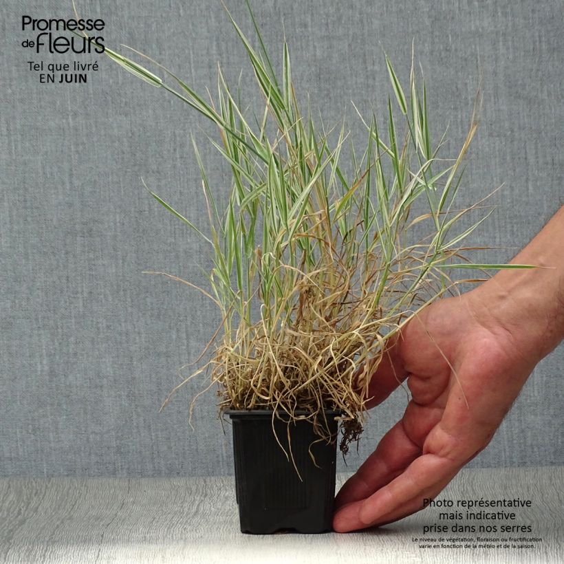 Holcus mollis Albovariegatus - Variegated creeping soft grass 8/9 cm pot sample as delivered in summer