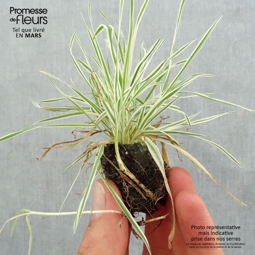 Holcus mollis Albovariegatus - Variegated creeping soft grass Plug plant 3/4cm sample as delivered in spring