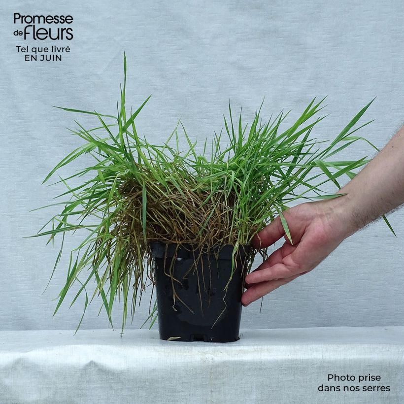 Holcus mollis Albovariegatus - Variegated creeping soft grass 2L/3L pot sample as delivered in summer