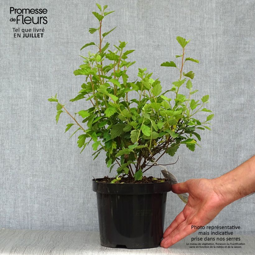 Holodiscus discolor 3L/4L pot sample as delivered in summer